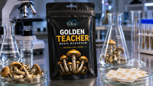 Golden Teacher mushrooms for sale Australia.Premium #1