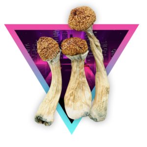 Acadian Penis Envy Magic Mushrooms