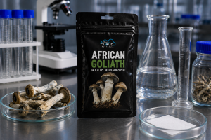 African Goliath Magic Mushrooms for sale Australia.High #1
