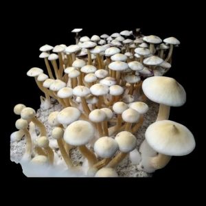 Golden Teacher Magic Mushrooms for Sale Australia.#1