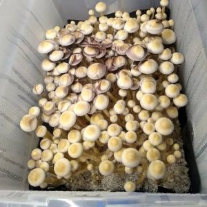 Golden Teacher mushrooms for sale Australia.Premium #1